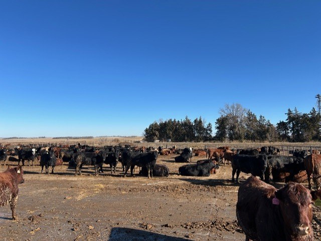 Cattle on feedlot surface